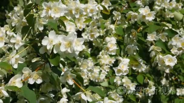 Beautiful jasmine white flowers, summer day. Flowers in the wind