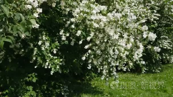 美丽茉莉花白色的花朵，夏季的一天。花儿在风中