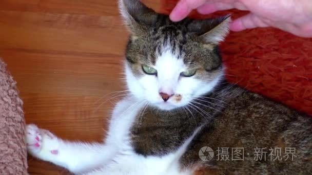 咄咄逼人的大花猫咬手视频