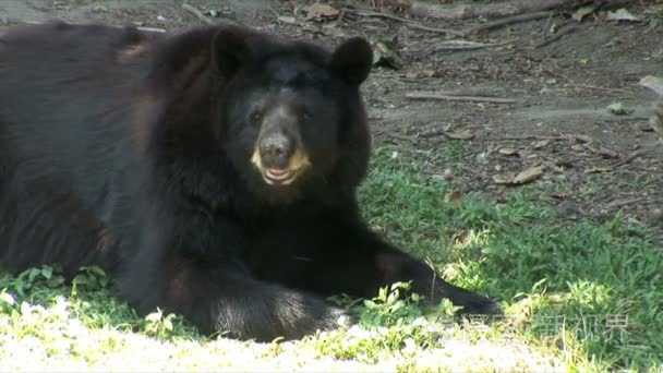 在动物园里的黑熊躺在地面视频