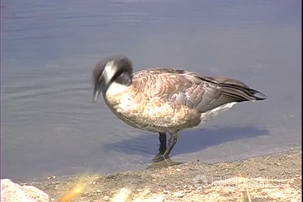 鹅湖海岸上吃视频