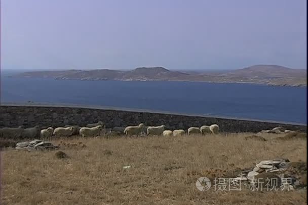 绵羊放牧的草地上视频