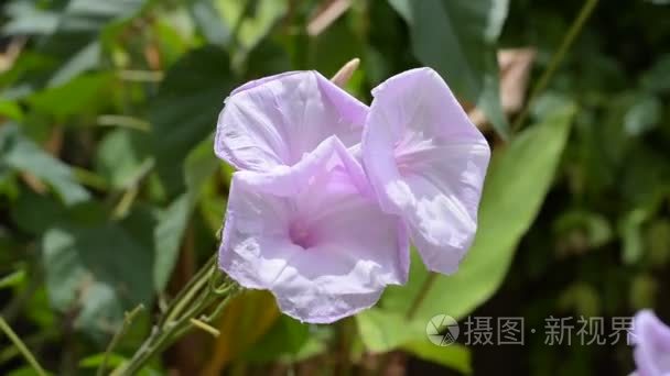 牵牛花朵自然植物泰国视频