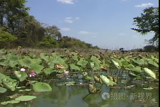 黄河与百合花视频