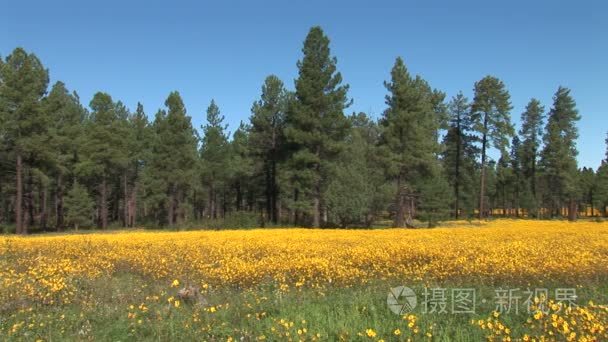 在白山湖畔花草甸视频