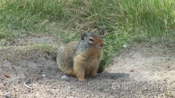 在自然野生 gopher