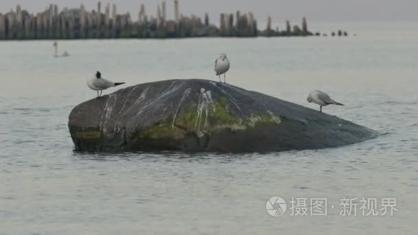 三只海鸥站在大石头上视频