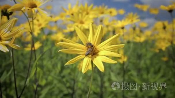 在田间生长的芋黄色花视频