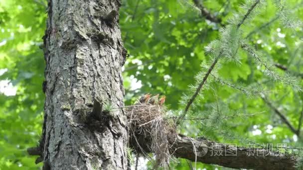 巢与饥饿的婴儿鸟在绿树上的叶子