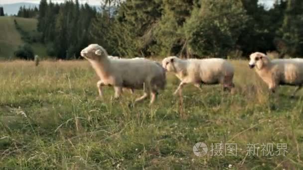 绵羊牧场动态视频