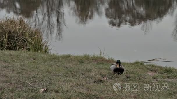 在阴天的时候鸭湖畔视频