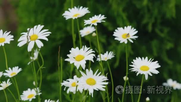 Chamomile flowers  swaying in the wind. Medicinal herbs