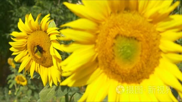 向日葵的植物在字段视频