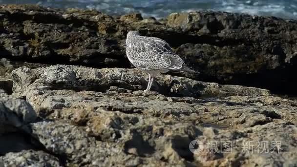 关闭了野生大海鸥沿着海岸散步视频