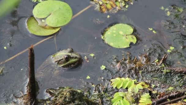 百合花附近的河里的青蛙视频