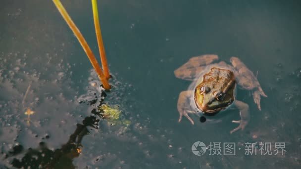 绿青蛙坐在附近的百合花的河视频