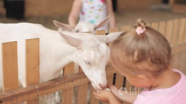 可爱的小女孩，喂养一只山羊在农场