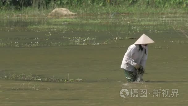 越南女职工从杂草水清洗视频