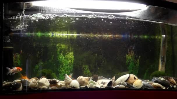 一条金鱼在大型水族箱中游泳mov格式视频下载 正版视频编号00udy5 摄图新视界视频库