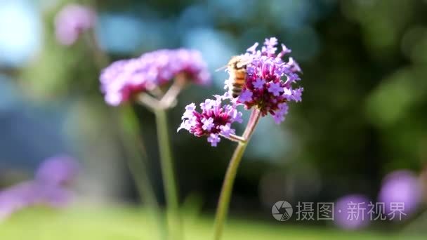 蜜蜂采集花粉上紫色的小花