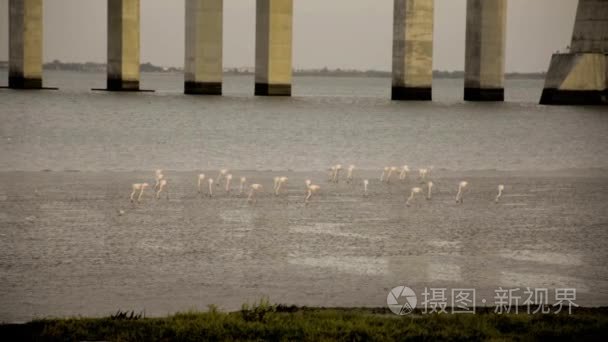 在落潮时的火烈鸟党视频