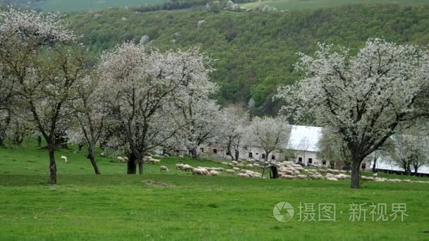 群羊在草地上觅食视频