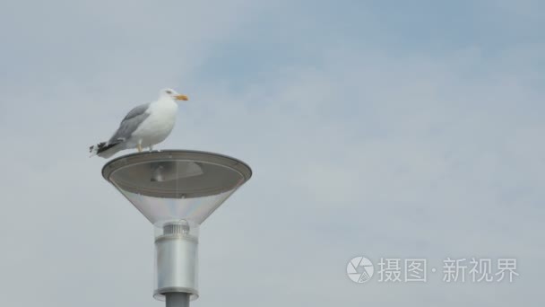 海鸥站在路灯视频