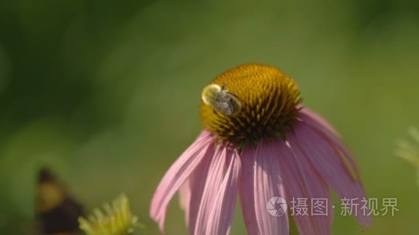 紫锥菊花上大黄蜂视频