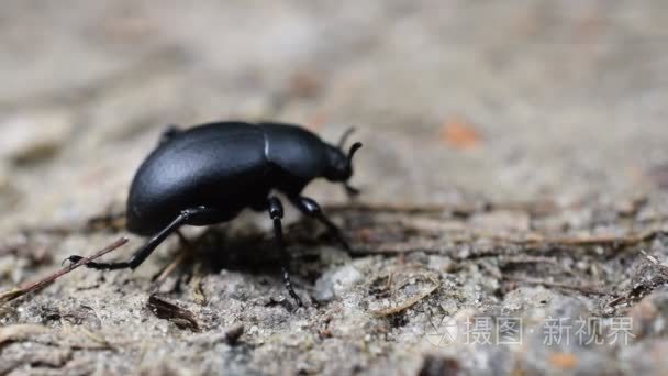 在自然环境中的黑色大步甲虫视频