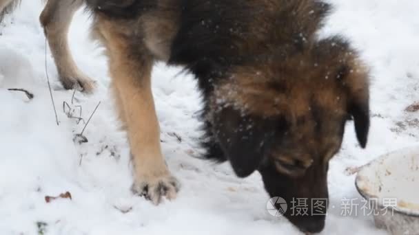 冬天在雪地上吃的饿狗视频