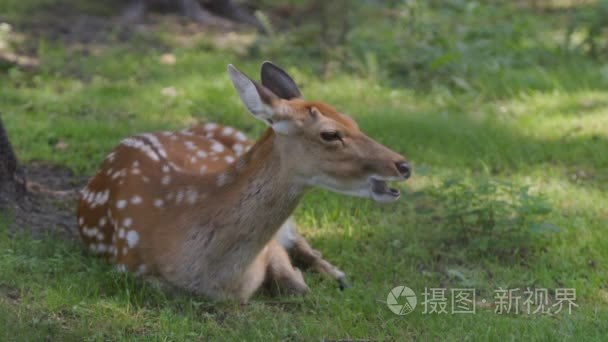 慢动作︰ 斑驳的鹿在草地上休息