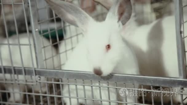 很多关在笼子里的小兔子视频