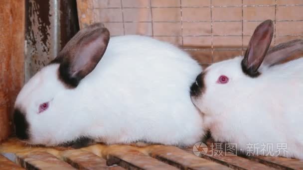 可爱的白色兔子关在笼子里视频