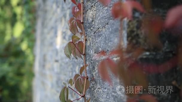 红色的葡萄树分支爬墙面砖视频