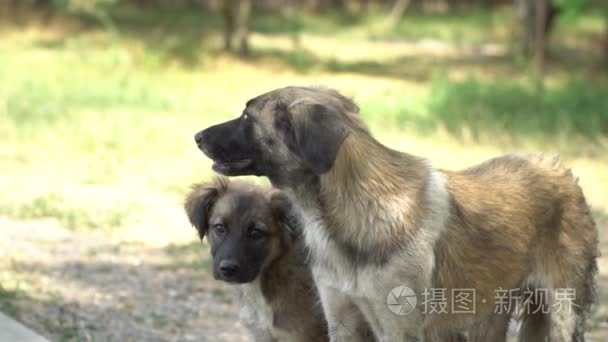 流浪狗和小狗站在地面上视频