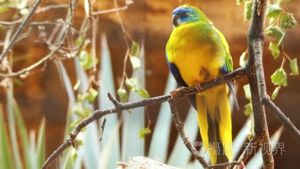 The turquoise parrot (Neophema pulchella) is a species of parrot