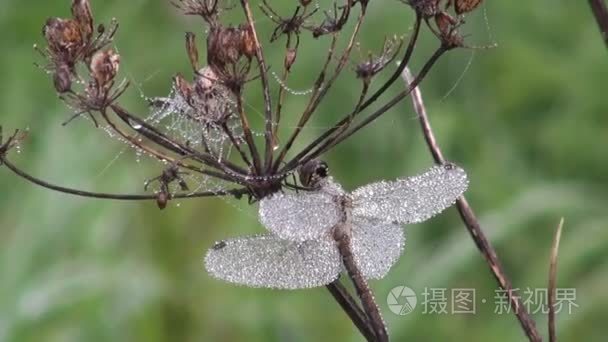 露水干植物覆盖的蜻蜓视频