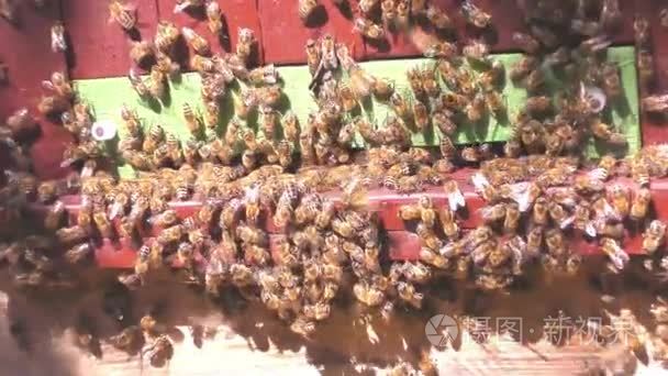 蜜蜂从蜂巢飞视频