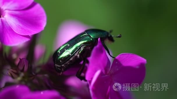 大绿虫甲虫上粉红色的紫罗兰花视频