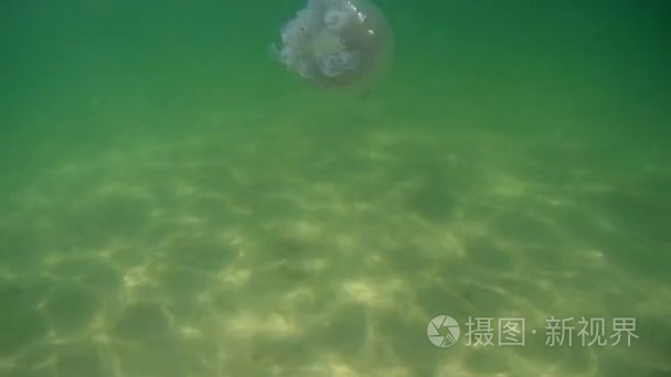 白色的水母漂浮在海面下水