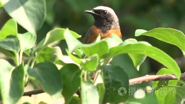 大绿叶丛鸟红尾鸲男视频