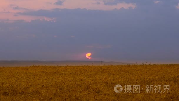 小麦的日落