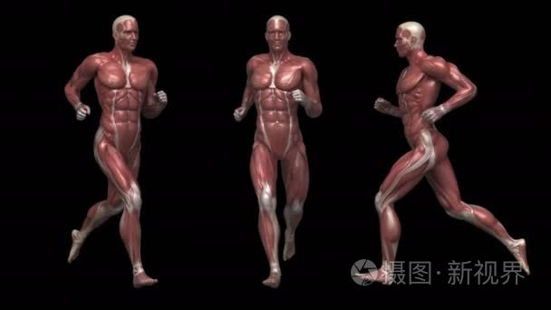 与肌肉解剖运行人视频