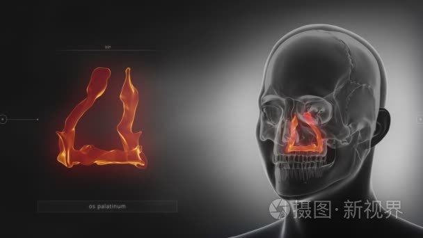 人类头骨腭骨视频