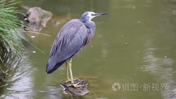 站在一块石头上的白面苍鹭视频