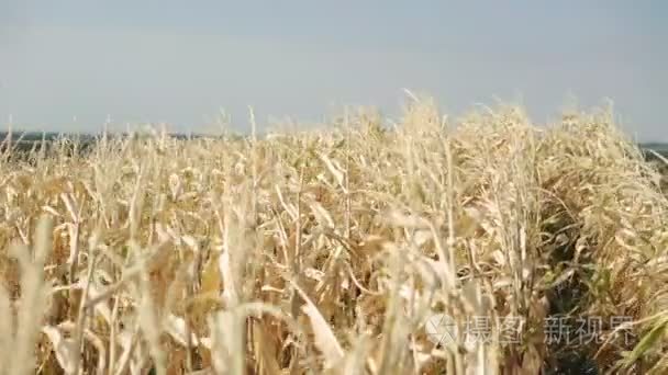 成熟的玉米在 4k 的天空背景上移动从风