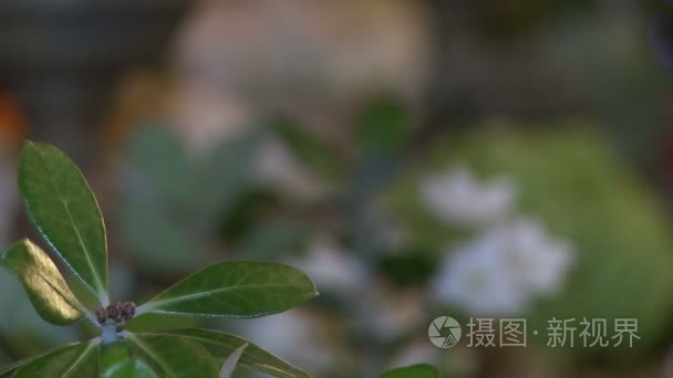 绿色的植物，用于室内装饰的特写镜头