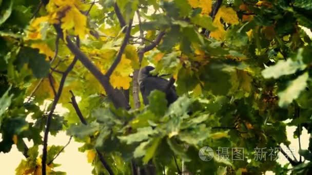 一只黑鸟坐在树叶。秋季橡树叶晚夏天早期秋日的阳光透过橡树叶