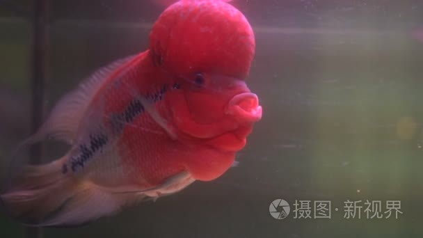 花角陈词滥调鱼在水族馆视频