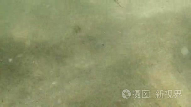 泥泞沙质海底潜水时视频